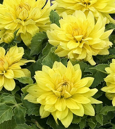 Dahlia XXL Durango